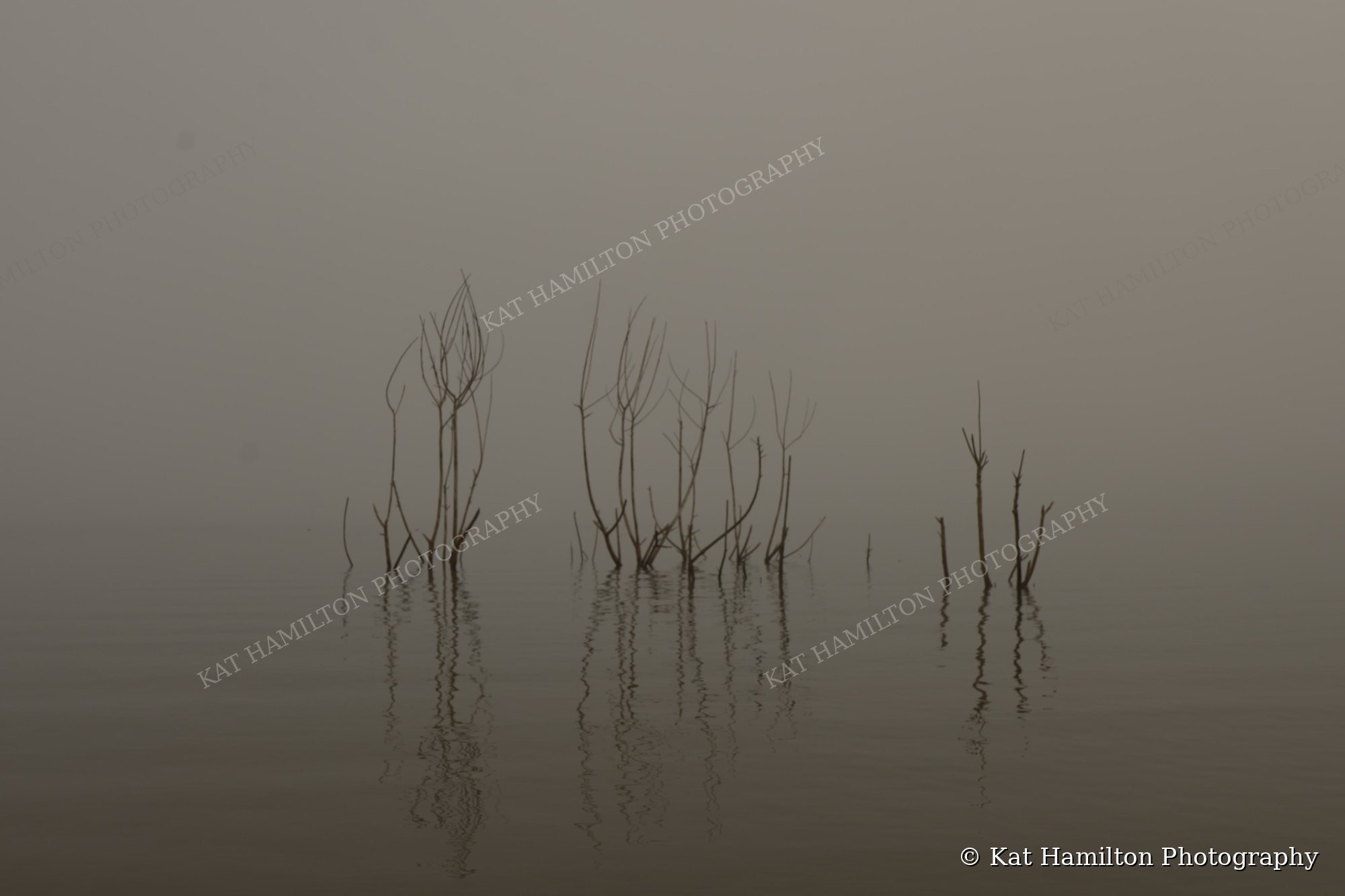Bare branches rising from still water in thick morning mist, with soft reflections on the surface.