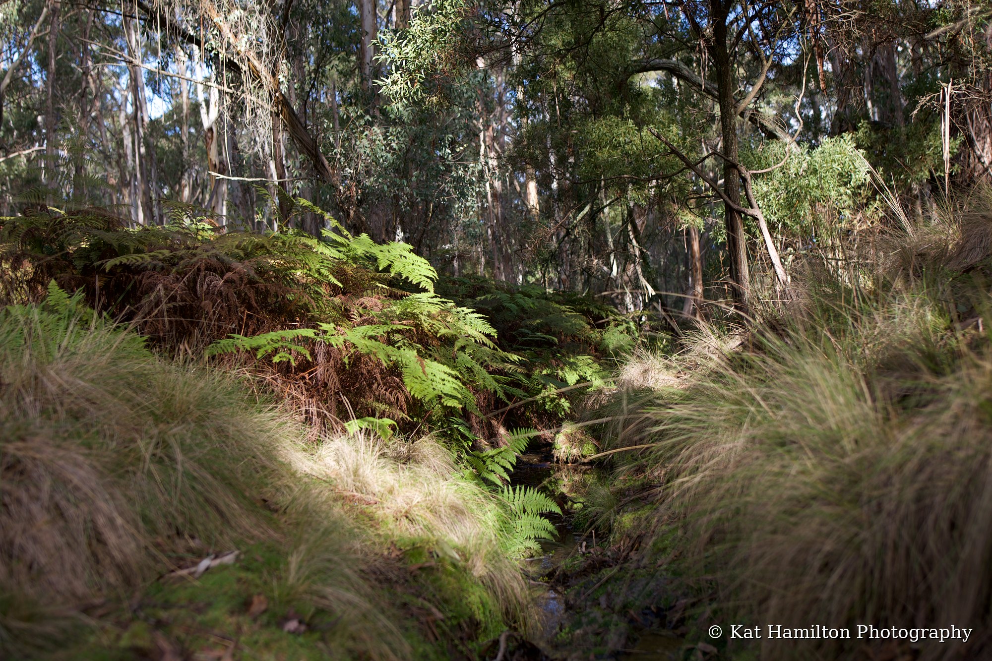 Bright green ferns and tussock grass lit by a patch of sunlight beside a small creek in eucalyptus forest.