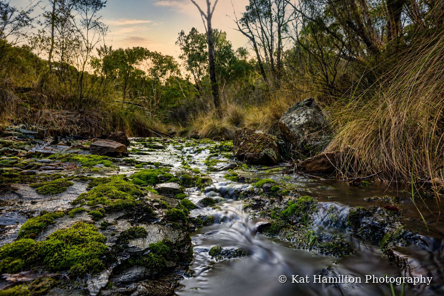 A small creek running over moss-covered rocks and past tall tussock grass in soft evening light.