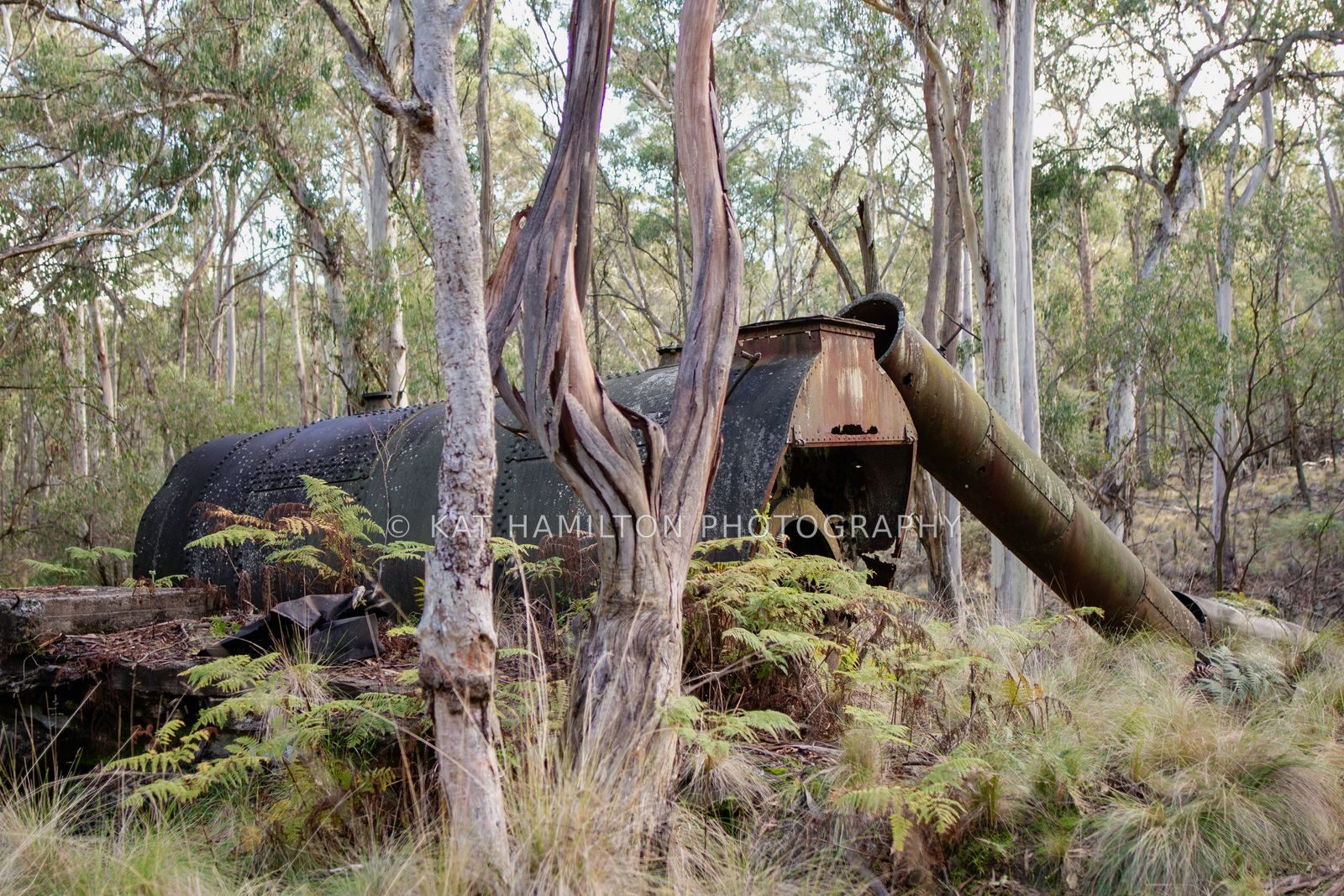 Rusting machinery among eucalyptus trees and ferns in the bush.