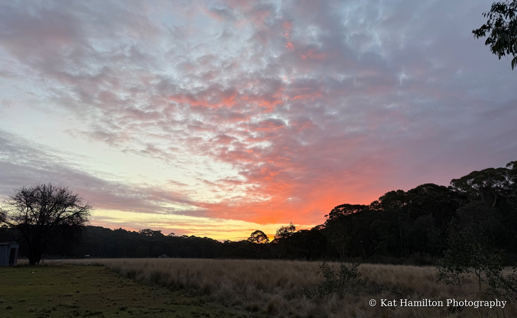Pink and orange clouds glowing above a grassy clearing and dark gum forest on the Coolah Tops.